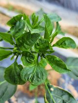 팜모닝 고추·병해충상담 게시글 이미지