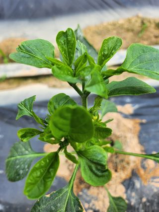 배주원님의 고추 · 병해충상담 작성글 사진