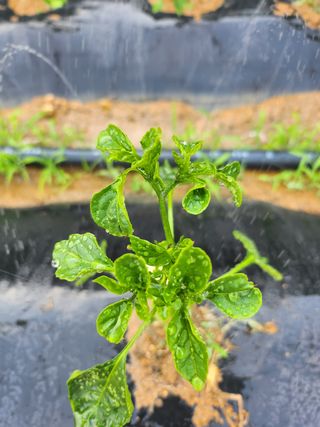 배주원님의 고추 · 병해충상담 작성글 사진