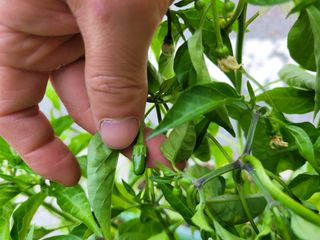 정호영님의 고추 · 수확 작성글 사진