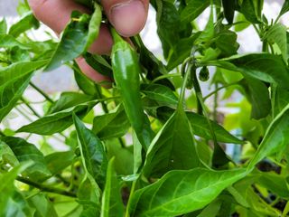 정호영님의 고추 · 수확 작성글 사진