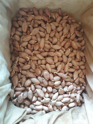 박명흠 님의 콩 · 자유게시판 작성글 사진