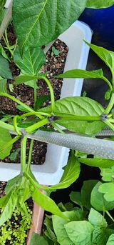 팜모닝 고추·병해충상담 게시글 이미지