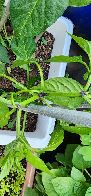 감11845님의 고추 · 병해충상담 작성글 사진