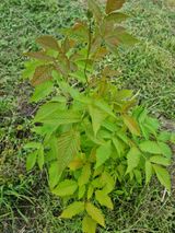 팜모닝 기타작물·병해충상담 게시글 이미지