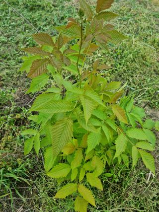 배짱이농업님의 기타작물 · 병해충상담 작성글 사진