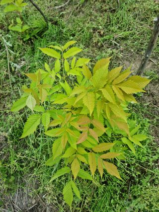 배짱이농업님의 기타작물 · 병해충상담 작성글 사진