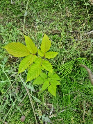 배짱이농업님의 기타작물 · 병해충상담 작성글 사진