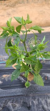 팜모닝 고추·병해충상담 게시글 이미지