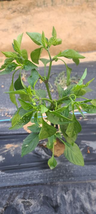 토성님의 고추 · 병해충상담 작성글 사진