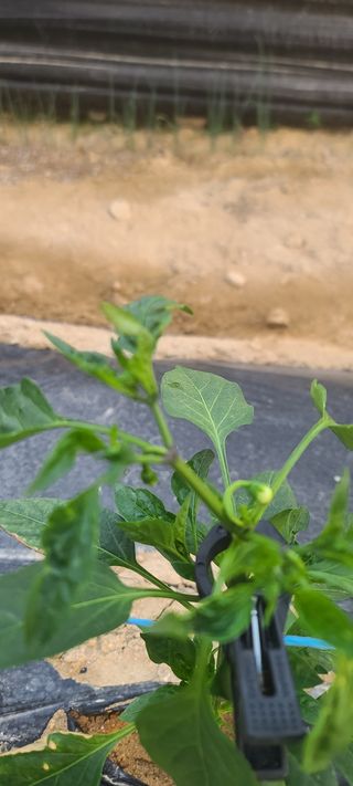 토성님의 고추 · 병해충상담 작성글 사진