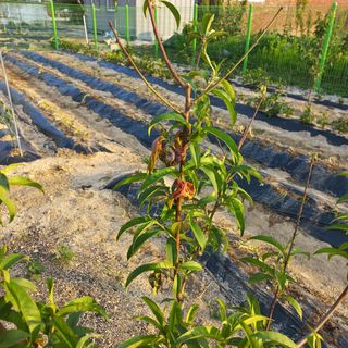 김수호님의 복숭아 · 병해충상담 작성글 사진
