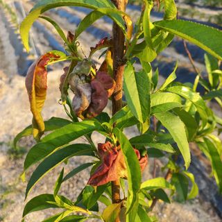 김수호님의 복숭아 · 병해충상담 작성글 사진