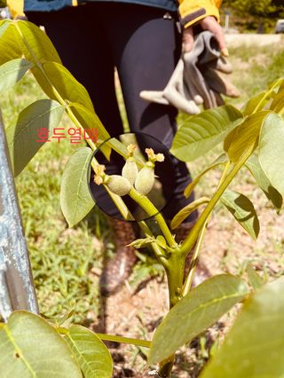 김회철님의 기타작물 · 자유게시판 작성글 사진