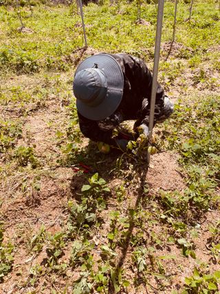 김회철님의 기타작물 · 자유게시판 작성글 사진