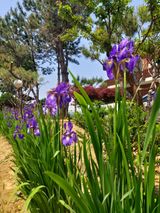 팜모닝 블루베리·자유게시판 게시글 이미지