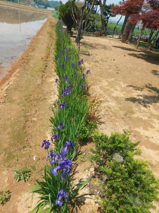 베리맘님의 블루베리 · 자유게시판 작성글 사진