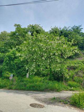 베리맘님의 블루베리 · 자유게시판 작성글 사진