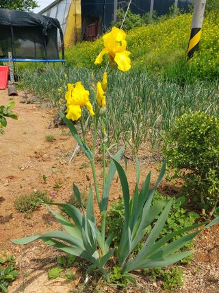 베리맘님의 블루베리 · 자유게시판 작성글 사진