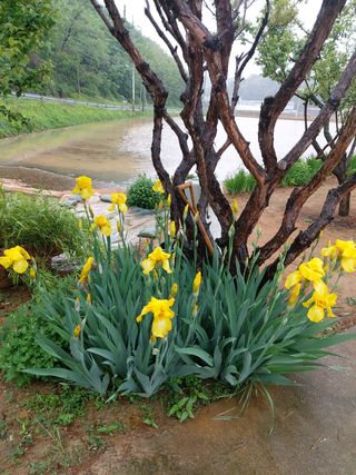 베리맘님의 블루베리 · 자유게시판 작성글 사진