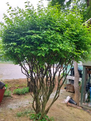 베리맘님의 블루베리 · 자유게시판 작성글 사진