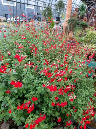 베리맘님의 블루베리 · 자유게시판 작성글 사진