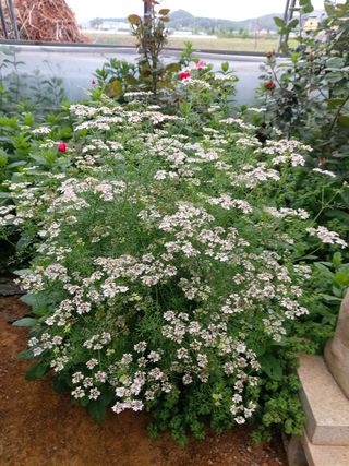 베리맘님의 블루베리 · 자유게시판 작성글 사진