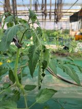 팜모닝 토마토·병해충상담 게시글 이미지