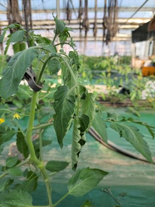 우재님의 토마토 · 병해충상담 작성글 사진
