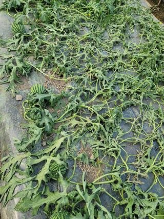 빛그린 김용화님의 자유주제 · 자유게시판 작성글 사진