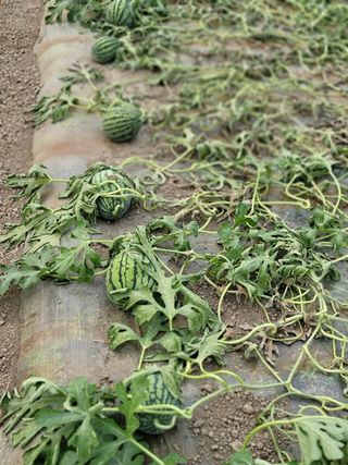 빛그린 김용화님의 자유주제 · 자유게시판 작성글 사진