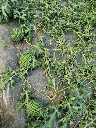 빛그린 김용화님의 자유주제 · 자유게시판 작성글 사진