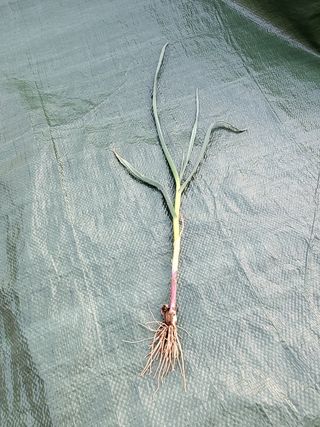 조가든님의 마늘 · 병해충상담 작성글 사진