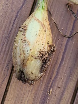 조가든님의 양파 · 병해충상담 작성글 사진