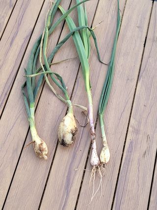 조가든님의 양파 · 병해충상담 작성글 사진