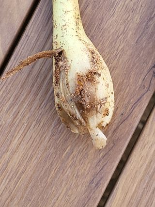 조가든님의 양파 · 병해충상담 작성글 사진