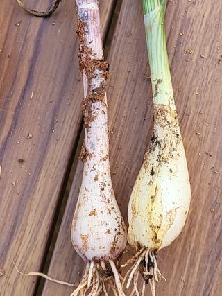 조가든님의 양파 · 병해충상담 작성글 사진