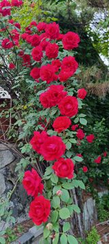 팜모닝 콩·자유게시판 게시글 이미지