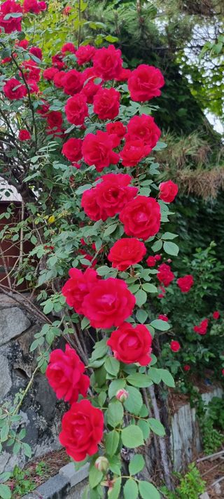 손미경(농업사랑)님의 콩 · 자유게시판 작성글 사진