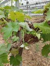 팜모닝 포도·자유게시판 게시글 이미지