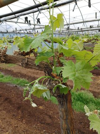 민철기님의 포도 · 자유게시판 작성글 사진