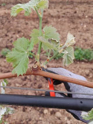 민철기님의 포도 · 자유게시판 작성글 사진
