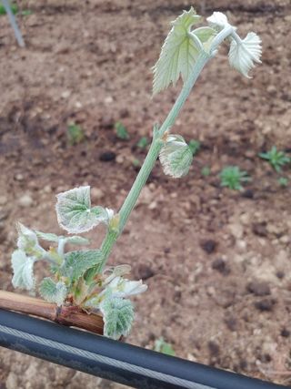 민철기님의 포도 · 자유게시판 작성글 사진