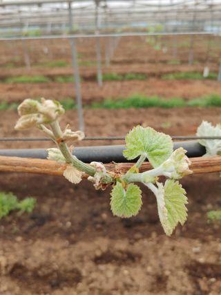 민철기님의 포도 · 자유게시판 작성글 사진