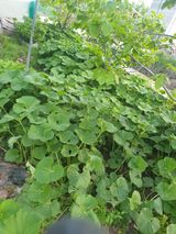 팜모닝 자유주제·자유게시판 게시글 이미지