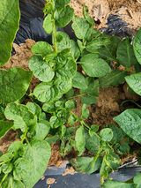 팜모닝 감자·병해충상담 게시글 이미지