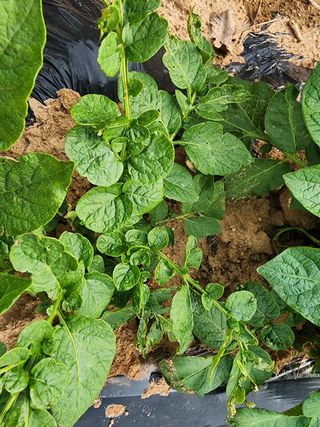 마늘27696님의 감자 · 병해충상담 작성글 사진