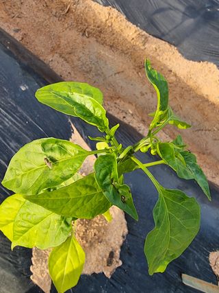 마늘27696님의 고추 · 비료•농약 작성글 사진