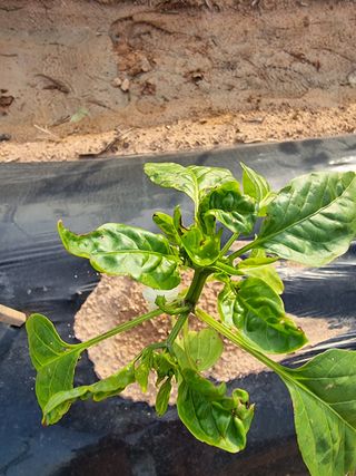 마늘27696님의 고추 · 비료•농약 작성글 사진