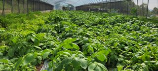 김연준님의 감자 · 자유게시판 작성글 사진